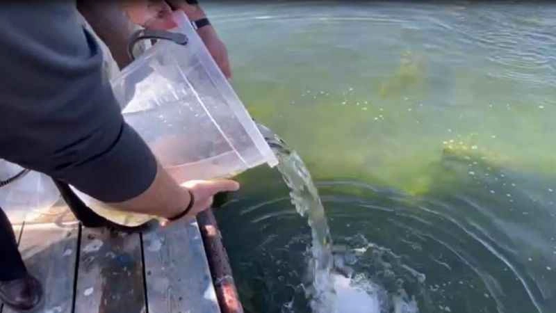 Çıldır gölüne 150 bin yavru sazan bırakıldı