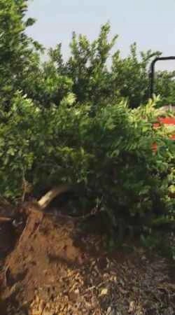 Tüccar "3 TL’den alırım" deyince çiftçi, limon ağacını söktü