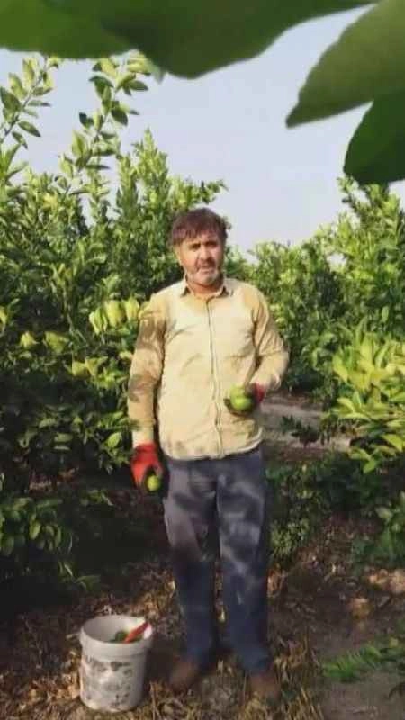 Tüccar "3 TL’den alırım" deyince çiftçi, limon ağacını söktü