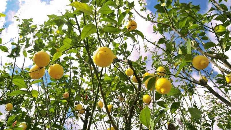 Tüccar "3 TL’den alırım" deyince çiftçi, limon ağacını söktü