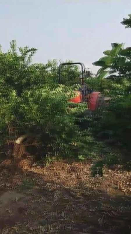 Tüccar "3 TL’den alırım" deyince çiftçi, limon ağacını söktü