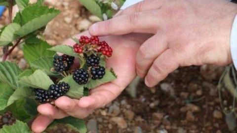 Şifa deposu böğürtlen