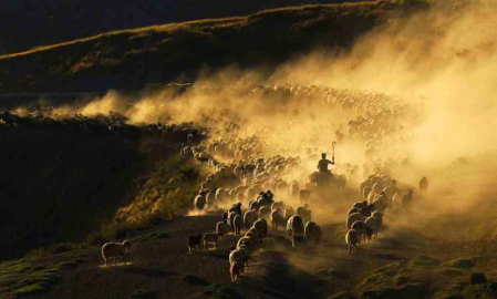 Sürülerin tozlu yolculuğu görsel şölene dönüşüyor