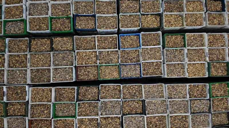 Kuru incirde ihracat tarihi 6 Ekim oldu