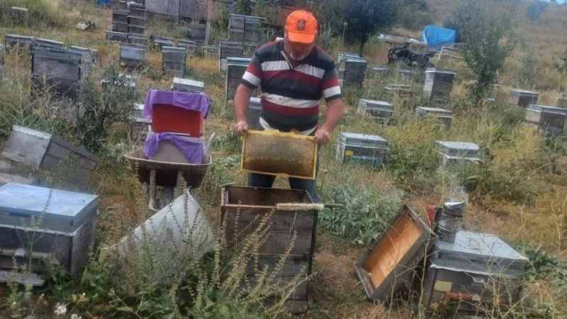 Kestane balı üretimi düşüşte