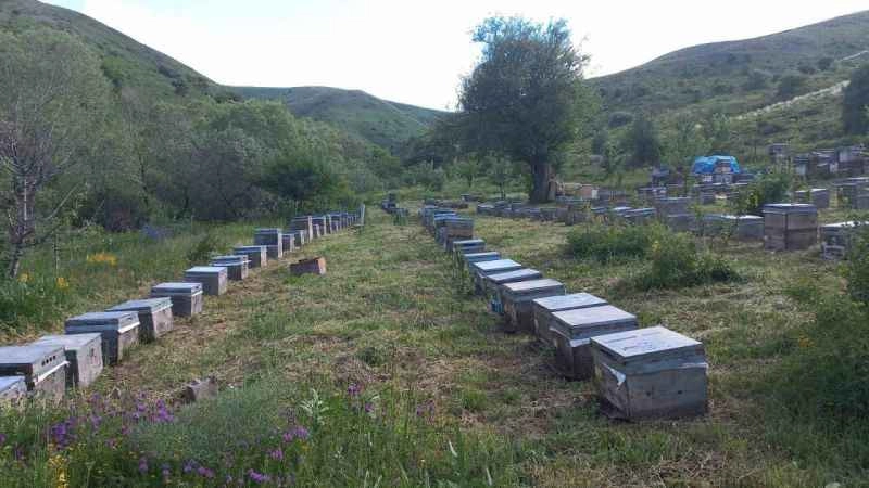 Kestane balı üretimi düşüşte