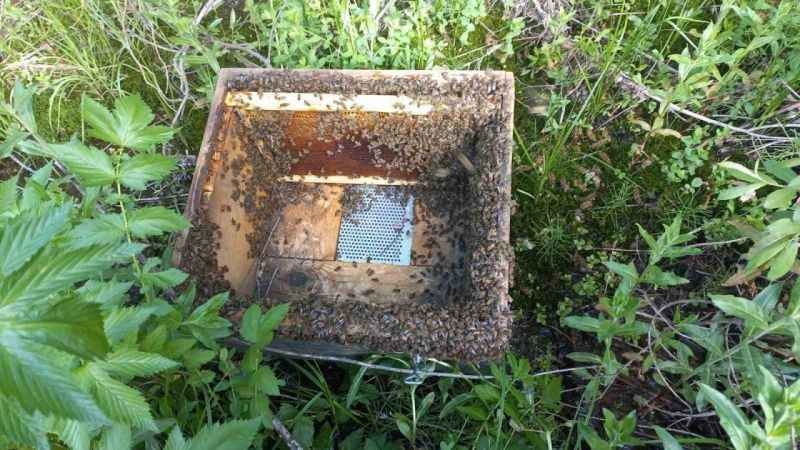 Kestane balı üretimi düşüşte