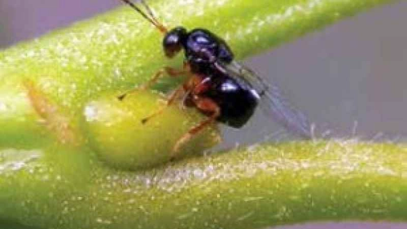 Kestane balı üretimi düşüşte