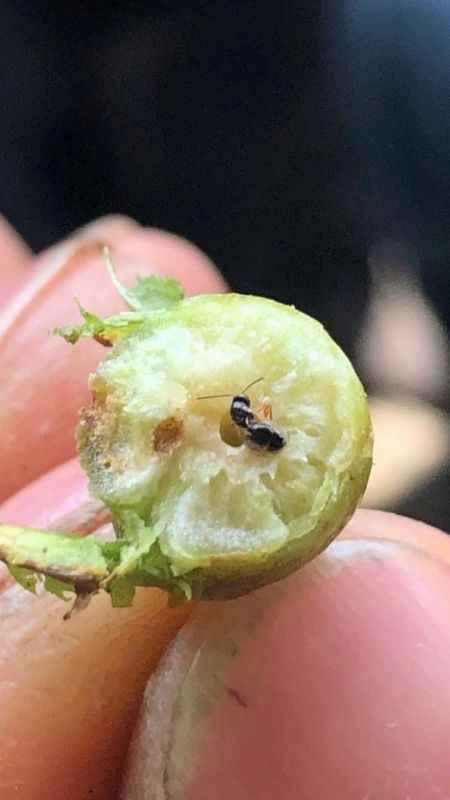 Kestane balı üretimi düşüşte