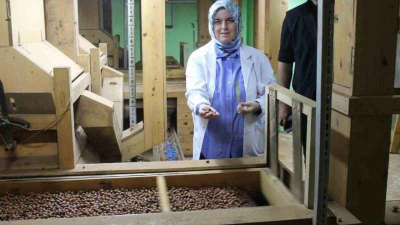 Fındık ihracatı yapılan tesiste inceleme