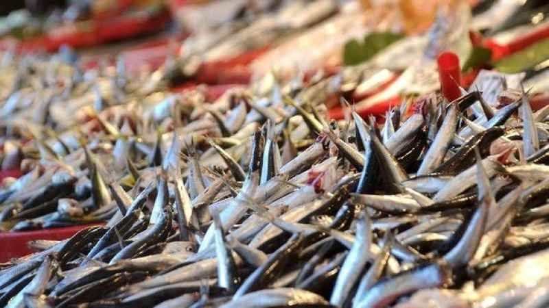 Balık sezonu başladı hamsi tezgahlarda