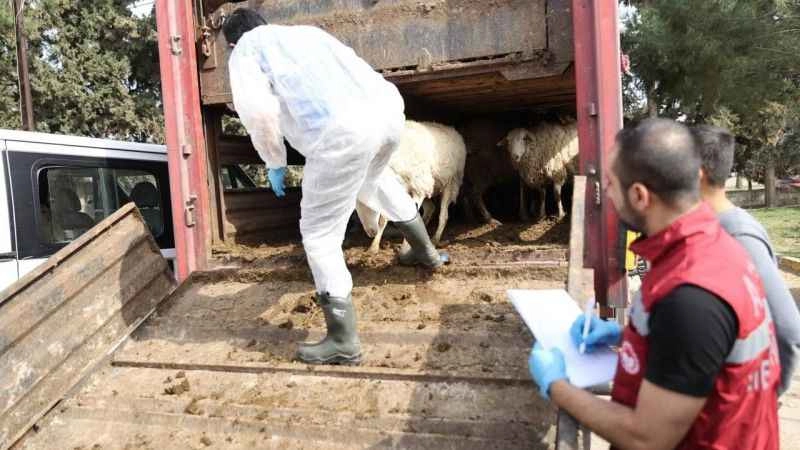Depremden etkilenen illerde hayvancılık desteği tamamlandı