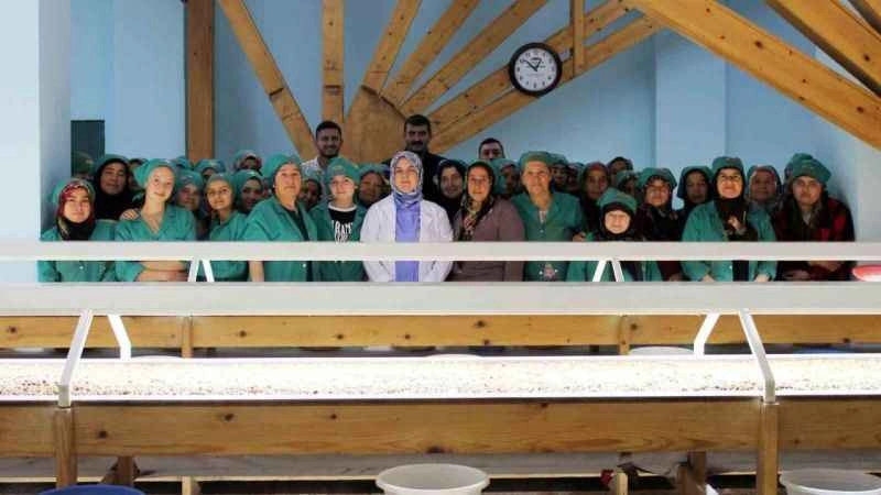 Fındık ihracatı yapılan tesiste inceleme