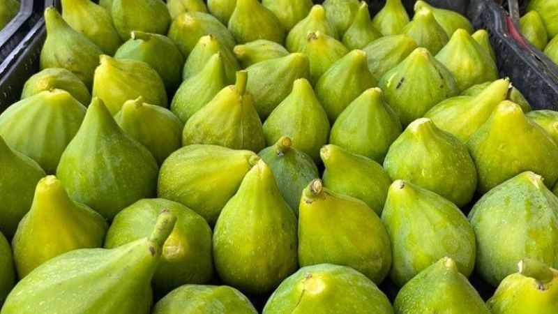 Kuru incirde ihracat tarihi 6 Ekim oldu