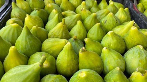 Kuru incirde ihracat tarihi 6 Ekim oldu