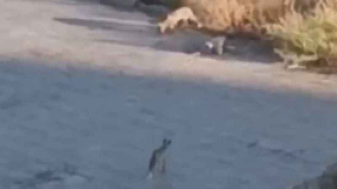 Çakalların dansı merakla izlendi