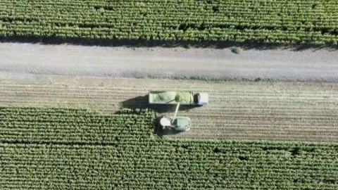 36 bin dekar alanda ekimi yapılan silajlık mısır hasadına başlandı