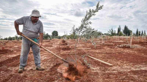 30 bin zeytin fidanı dikilmesi planlanıyor