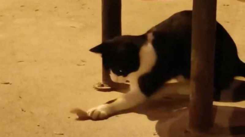 Kedi fare oyunu kamerada