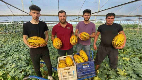 Örtüaltı kavun hasadında yüzler gülüyor