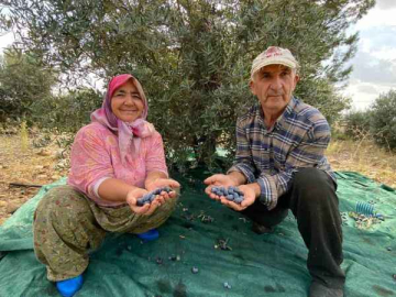 Şarkılı türkülü zeytin hasadı