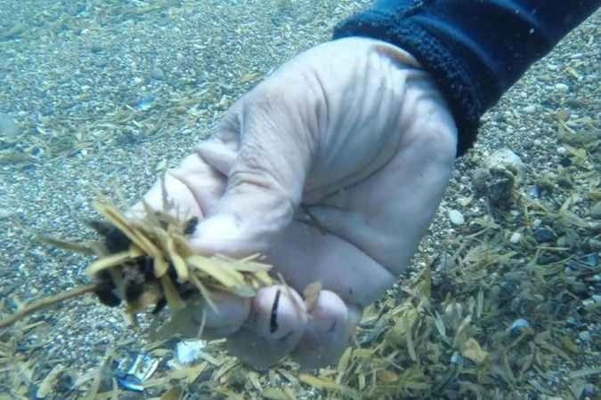 Denizin altında çekirdek kabuğu tarlası