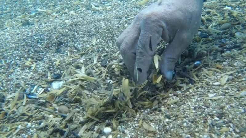 Denizin altında çekirdek kabuğu tarlası