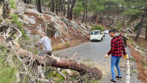 Devrilen ağaç yolu ulaşıma kapattı