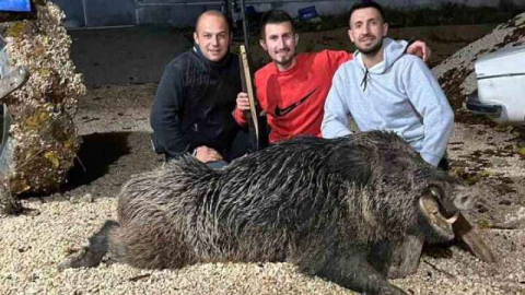 Dev domuzu, 7 yılın sonunda öldürdü