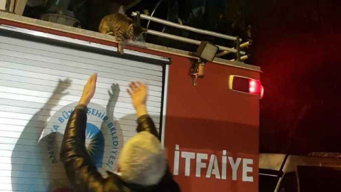 Çınar ağacındaki kediyi itfaiye kurtardı