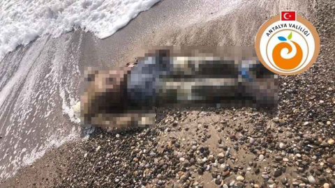 Antalya Valiliği'nden kıyılardaki cesetlerle ilgili açıklama