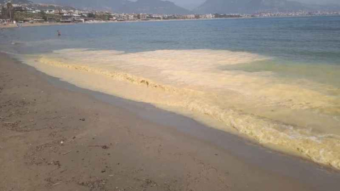 Antalya'da deniz kıyısında ölü denizanaları görüldü
