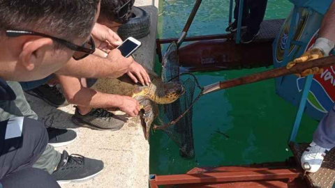 Misinaya dolanan caretta için seferber oldular