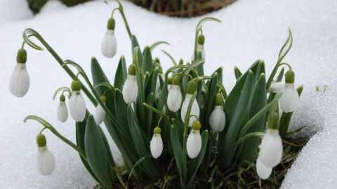 Torosların nazlı kardelenleri çiçek açtı