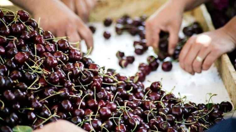 Kiraz ihracatında hedef 250 milyon dolar
