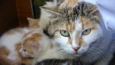 Özel yapım aracını kedi ailesine tahsis etti