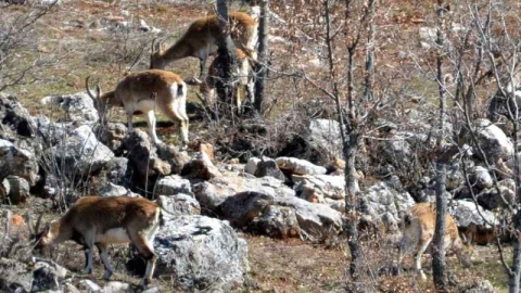 Yaban keçileri insanlarla iç içe yaşıyor