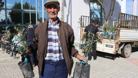 Serikli çiftçilere 700 zeytin fidanı