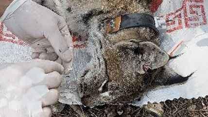  Antalya'da yakalanan Balkan vaşağı GPS ile takip edilecek