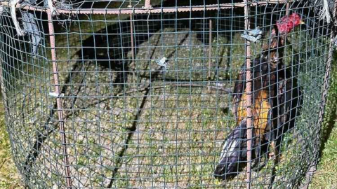 Horoz dövüşüne jandarma baskını