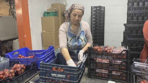 Antalya Hali'nin yükünü kadınlar çekiyor