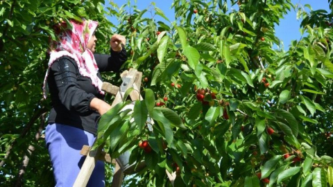 Kirazdaki ihracat hedefi 300 milyon dolara yükseldi