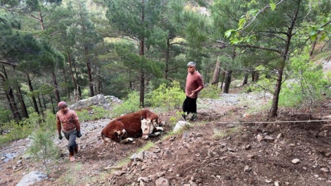Alanya'da kamyondan düşen dana 400 metrelik uçurumdan kurtarıldı