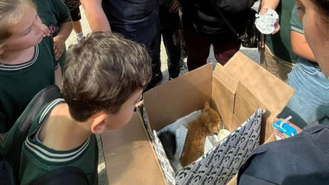 Çatıda mahsur kalan yavru kediler kurtarıldı