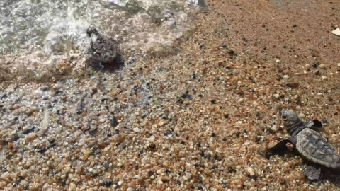 Deniz kaplumbağaları Alanya sahillerinde yumurtlamaya başladı