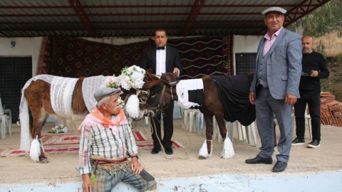 Nesli tükenmesin diye eşeklere sembolik düğün