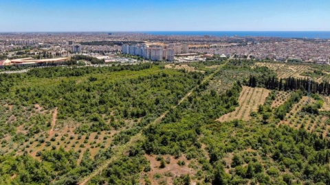 Antalya Valisi'nden 'Zeytinpark' çağrısı