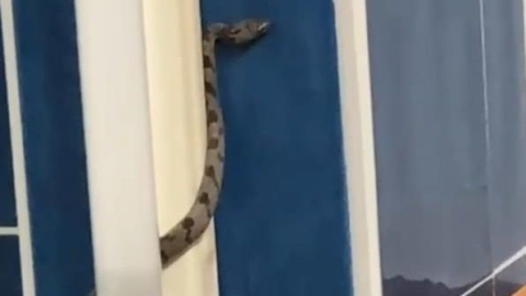 Antalya'da camiyi yılanlar bastı