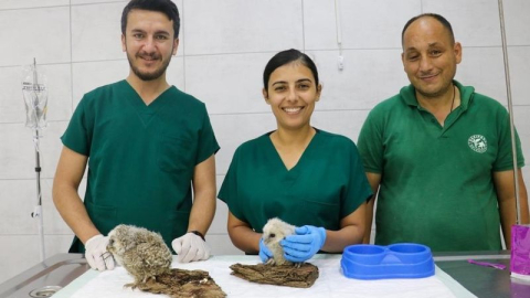 Gazipaşa'da yavru baykuşlar tedavi altına alındı