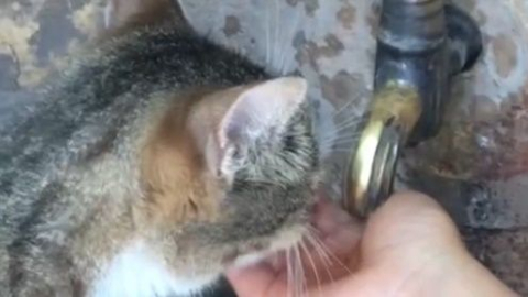 Susayan kediye elleri ile su içirdi